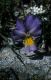Wandern Piemonte - Viola calcarata